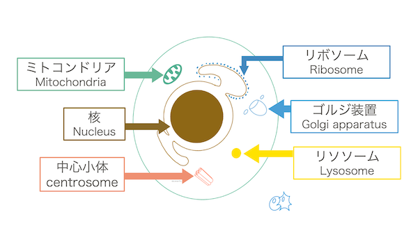 細胞内小器官一覧