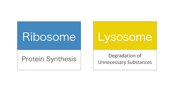 Comparison of ribosomes and lysosomes