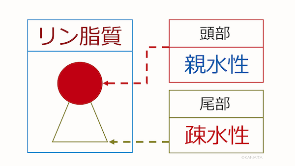 リン脂質1/2