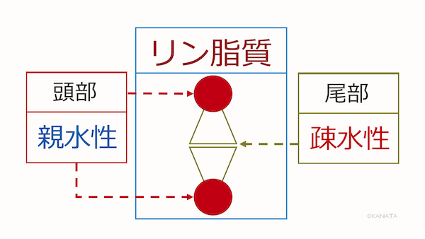 脂質二重層