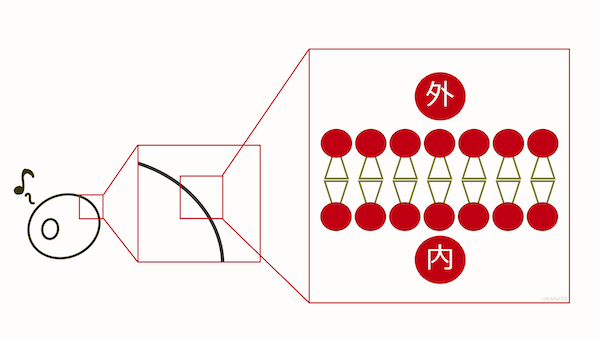 脂質二重層2