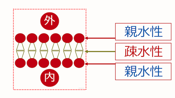 脂質二重層3