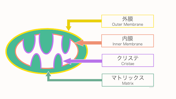 ミトコンドリア